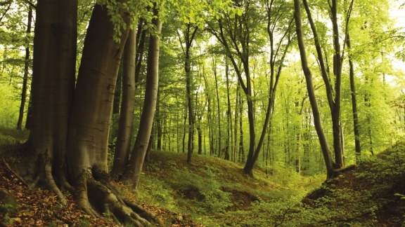 Forêt - Organic - Laine de bois